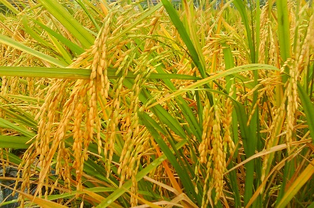 padiii
