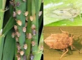 wereng (1) (448 x 298)