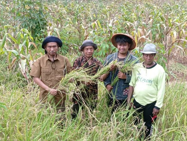 IPB-Padi_Gogo