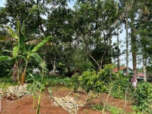 Foto kondisi lahan sebelum dan sesudah dilakukan penataan urban farming pada kawasan KWT Sejahtera

