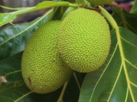profesor-ipb-university-sukun-berpotensi-jadi-superfood-lokal-dan-pangan-masa-depan-indonesia.jpg-770x400