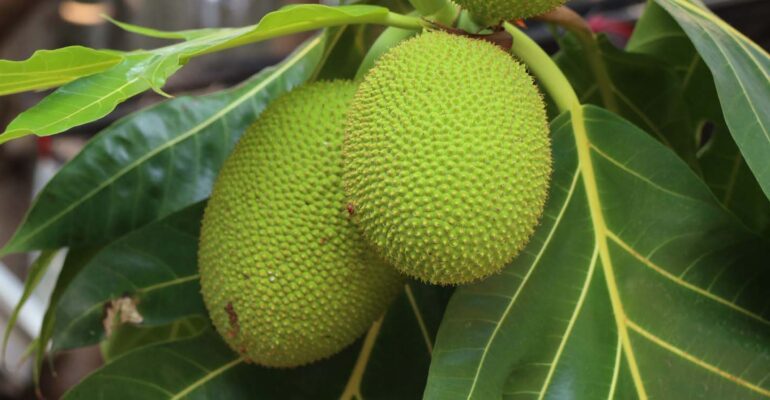 profesor-ipb-university-sukun-berpotensi-jadi-superfood-lokal-dan-pangan-masa-depan-indonesia.jpg-770x400