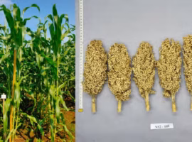mengenal-sorgum-bionusa-varietas-unggul-hasil-riset-ipb-university-dengan-potensi-produksi-5-79-ton-per-hektare-770x400