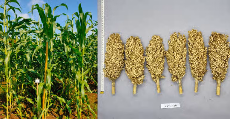 mengenal-sorgum-bionusa-varietas-unggul-hasil-riset-ipb-university-dengan-potensi-produksi-5-79-ton-per-hektare-770x400