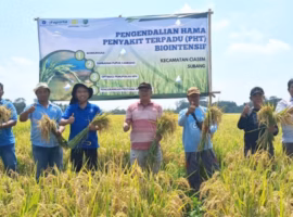teknologi-biological-dome-ipb-university-efektif-tangkis-serbuan-masif-penggerek-batang-padi-770x400