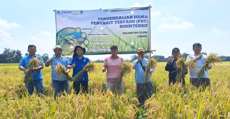 teknologi-biological-dome-ipb-university-efektif-tangkis-serbuan-masif-penggerek-batang-padi-770x400